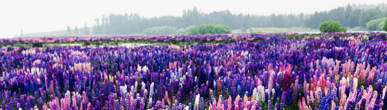 Lupinen mit Landschaft im Hintergrund